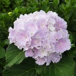 Hydrangea macrophylla Albreschtburg (2)