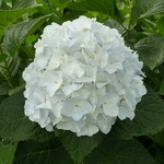 Hydrangea macrophylla The Bride