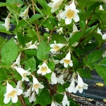 Abelia spathulata (1)