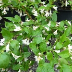 Abelia spathulata (2)