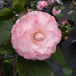 Camellia Grace Albritton