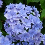 Hydrangea macrophylla Expression (2)