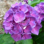 Hydrangea macrophylla Paris (1)