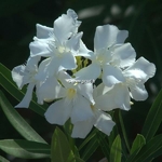 Nerium oleander Album (2)