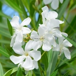 Nerium oleander Album (4)