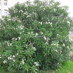 Nerium oleander Album (3)