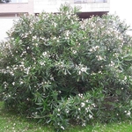 Nerium oleander Album
