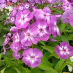 Phlox Uspechk