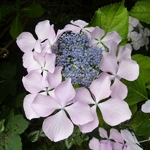 Hydrangea macrophylla Beauté Vendômoise (7)