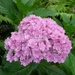 Hydrangea macrophylla Together (2)