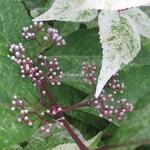 Callicarpa japonica Shiji Murasaki (2)