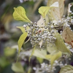 Callicarpa japonica Leucocarpa