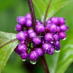 Callicarpa bodinieri Profusion (3)