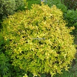 Abelia grandiflora Kaleidoscope (12)