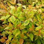 Abelia grandiflora Kaleidoscope (4)