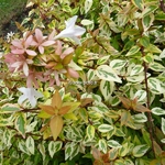Abelia grandiflora Kaleidoscope (1)