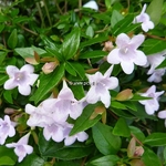 Abelia Pinky Bells