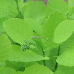 Cotinus coggygria Aurea