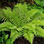 Polystichum polyblepharum