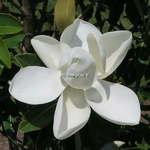 Magnolia grandiflora Little Gem