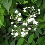 Deutzia setchuensis Corymbiflora