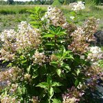 Hydrangea paniculata Wims Red