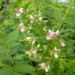 Lespedeza thunbergii Edo-shibori