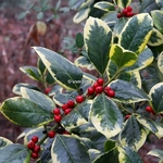 Ilex Golden King