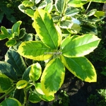 Ilex altaclarensis Golden King (2)