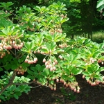 Enkianthus campanulatus