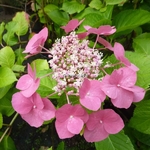 Hydrangea macrophylla Moeve (2)