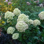 Hydrangea paniculata Little Lime