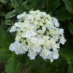 Hydrangea macrophylla Trophée (1)