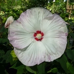 Hibiscus moscheutos Blanc (2)