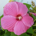 Hibiscus moscheutos Rose Vif