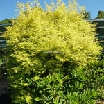 Ligustrum undulatum Aureum