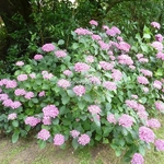 Hydrangea macrophylla Hopcorn (21)