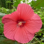 Hibiscus moscheutos Pink Passion