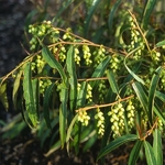 Stachyurus salicifolia