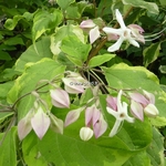 Clerodendrum trichotomum Carnival (1)