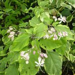 Clerodendrum trichotomum Carnival (2)