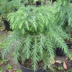 Cryptomeria japonica Monstrosa Nana