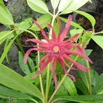 Illicium floridanum Haleys Comet (2)