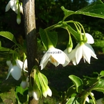 Styrax japonicus Emerald Pagoda (4)