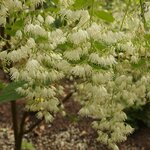 Pterstyrax hispida