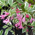 Weigela praecox Variegata (3)