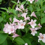 Weigela Pink Poppet (3)