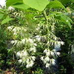 Pterostyrax hispida (3)