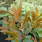 Photinia serratifolia (3)