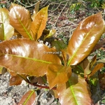 Photinia serratifolia (4)